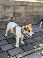 UKC MIA , a female Jack Russell Terrier for sale in Benton, IL – Photo 2 of 5