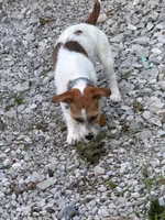 UKC MIA , a female Jack Russell Terrier for sale in Benton, IL – Photo 5 of 5