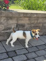 UKC MIA , a female Jack Russell Terrier for sale in Benton, IL – Photo 3 of 5