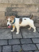 UKC MIA , a female Jack Russell Terrier for sale in Benton, IL – Photo 4 of 5