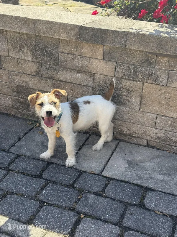 UKC MIA , a female Jack Russell Terrier for sale in Benton, IL – Photo 1 of 5