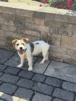 UKC MIA , a female Jack Russell Terrier for sale in Benton, IL – Photo 1 of 5