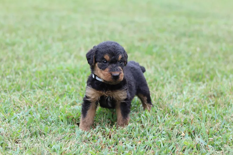 AKC Jimmy – Airedale Terrier puppy for sale in Benton, IL