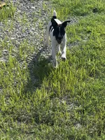 Jrtca Rocky, a male Jack Russell Terrier for sale in Benton, IL – 4 of 5