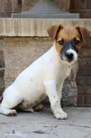 UKC Zane , a male Jack Russell Terrier for sale in Benton, IL – 2 of 3