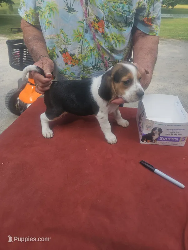 AKC Tia – Beagle puppy for sale in Benton, IL