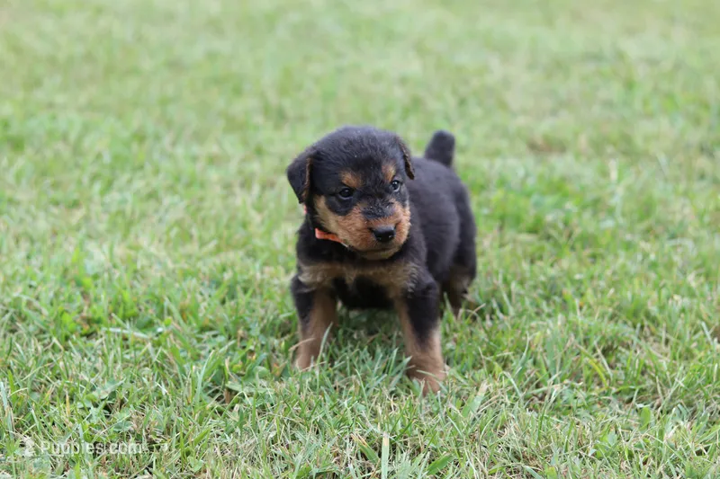 AKC Remmy  – Airedale Terrier puppy for sale in Benton, IL