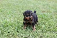 AKC Remmy , a male Airedale Terrier for sale in Benton, IL – 1 of 5