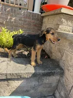 AKC  Frankenstein , a male Airedale Terrier for sale in Benton, IL – 2 of 4