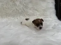 UKC Brody, a male Jack Russell Terrier for sale in Benton, IL – 3 of 5