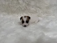 UKC Ziggie , a female Jack Russell Terrier for sale in Benton, IL – 2 of 5