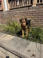 AKC  Frankenstein , a male Airedale Terrier for sale in Benton, IL – 1 of 4