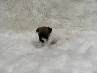 UKC Zane , a male Jack Russell Terrier for sale in Benton, IL – 2 of 4