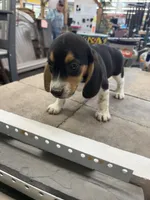Sparky, a male Beagle for sale in Benton, IL – 2 of 5