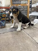 Sean, a male Beagle for sale in Benton, IL – 3 of 4