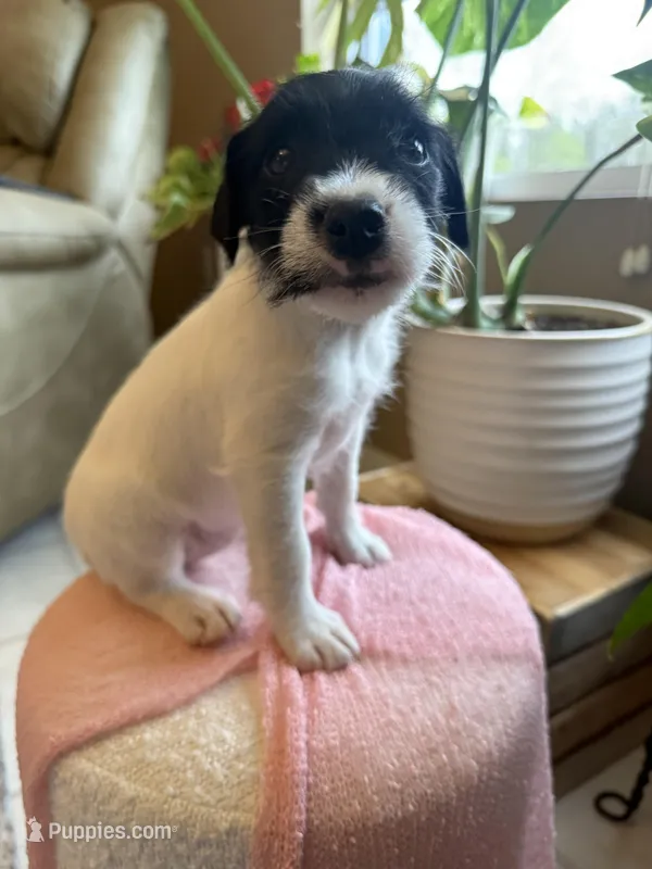 Jrtca Daisy  – Jack Russell Terrier puppy for sale in Benton, IL