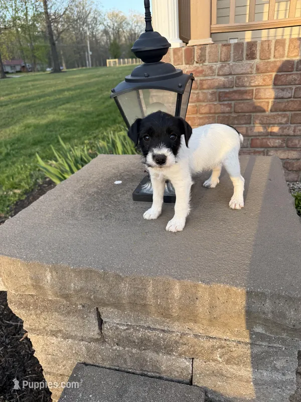 Jrtca Daisy  – Jack Russell Terrier puppy for sale in Benton, IL