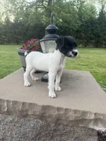 Jrtca Daisy , a female Jack Russell Terrier for sale in Benton, IL – Photo 3 of 4