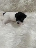 Jrtca Daisy , a female Jack Russell Terrier for sale in Benton, IL – Photo 2 of 5