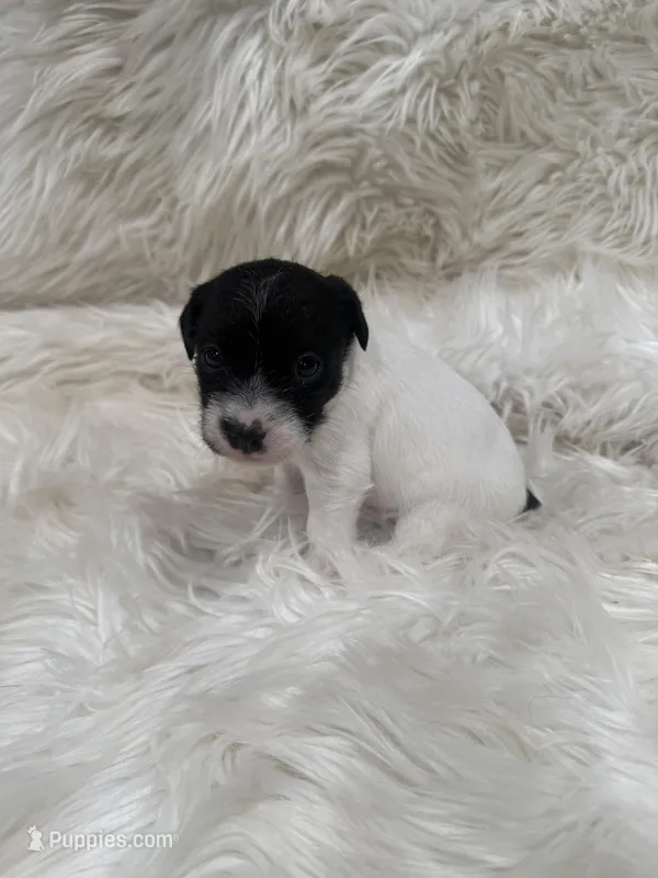 Jrtca Daisy  – Jack Russell Terrier puppy for sale in Benton, IL