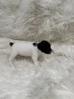 Jrtca Daisy , a female Jack Russell Terrier for sale in Benton, IL – Photo 5 of 5