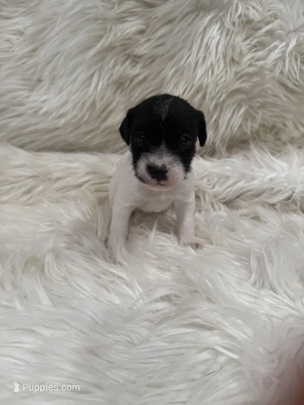 Jrtca Daisy  – Jack Russell Terrier puppy for sale in Benton, IL