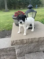 Jrtca Daisy , a female Jack Russell Terrier for sale in Benton, IL – Photo 4 of 4