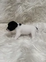 Jrtca Daisy , a female Jack Russell Terrier for sale in Benton, IL – Photo 3 of 5