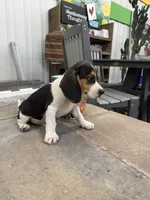 Sean, a male Beagle for sale in Benton, IL – 4 of 4