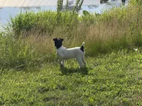 Jrtca Rocky, a male Jack Russell Terrier for sale in Benton, IL – 5 of 5