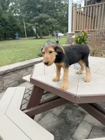 AKC Judd, a male Airedale Terrier for sale in Benton, IL – 4 of 5
