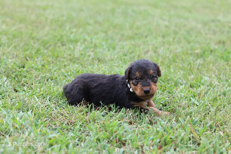 AKC Trina  – Airedale Terrier puppy for sale in Benton, IL