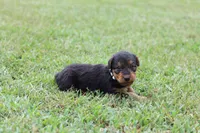 AKC Trina , a female Airedale Terrier for sale in Benton, IL – 1 of 4