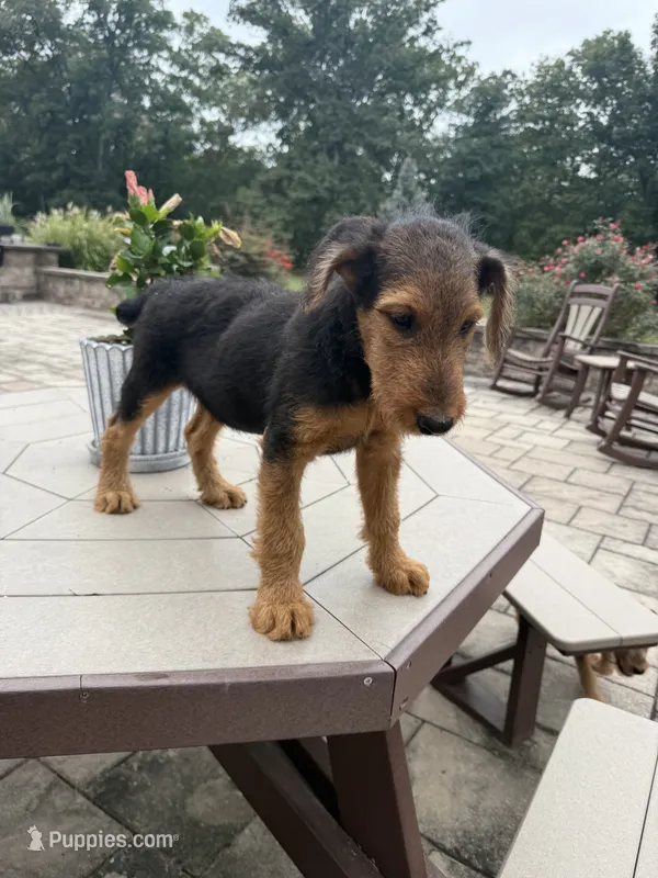 AKC Remmy  – Airedale Terrier puppy for sale in Benton, IL