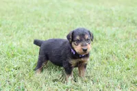 AKC Zander, a male Airedale Terrier for sale in Benton, IL – 4 of 4