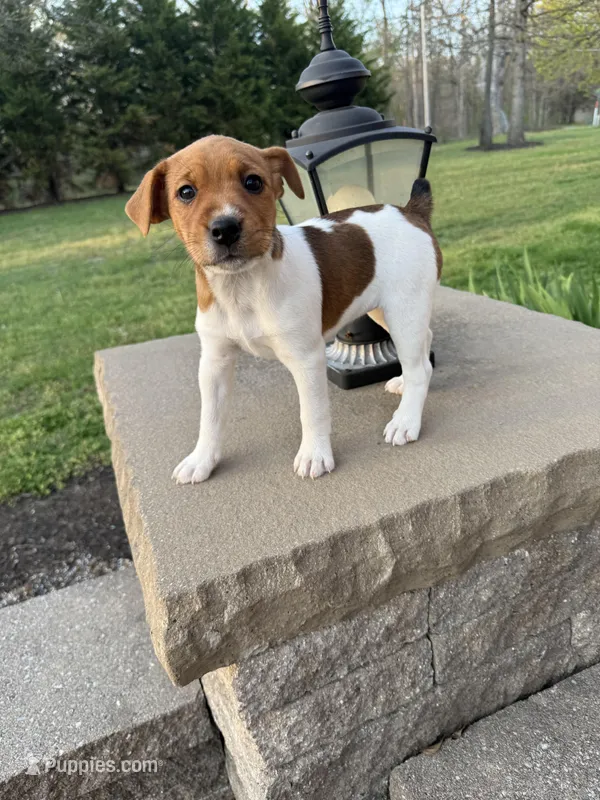 Jrtca Valentine  – Jack Russell Terrier puppy for sale in Benton, IL