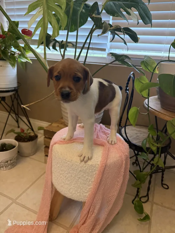 Jrtca Valentine  – Jack Russell Terrier puppy for sale in Benton, IL