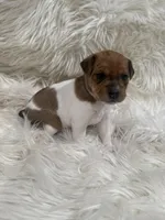 Jrtca Valentine , a female Jack Russell Terrier for sale in Benton, IL – Photo 4 of 4