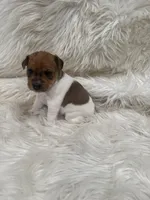 Jrtca Valentine , a female Jack Russell Terrier for sale in Benton, IL – Photo 2 of 4