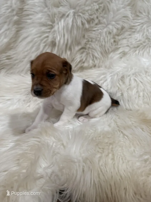 Jrtca Valentine  – Jack Russell Terrier puppy for sale in Benton, IL