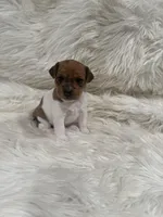 Jrtca Valentine , a female Jack Russell Terrier for sale in Benton, IL – Photo 1 of 4