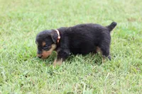 AKC Remmy , a male Airedale Terrier for sale in Benton, IL – 2 of 5