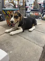 Sadie, a female Beagle for sale in Benton, IL – 4 of 4