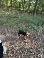 AKC Dolly , a female Airedale Terrier for sale in Benton, IL – 3 of 3
