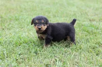 AKC Remmy , a male Airedale Terrier for sale in Benton, IL – 5 of 5