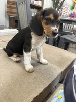 Sophie , a female Beagle for sale in Benton, IL – 4 of 4