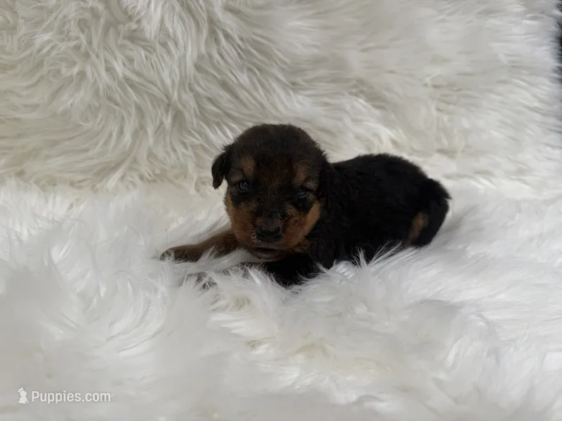 AKC Zoe  – Airedale Terrier puppy for sale in Benton, IL