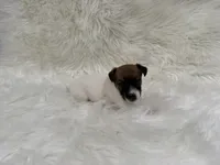 UKC Zane , a male Jack Russell Terrier for sale in Benton, IL – 4 of 4