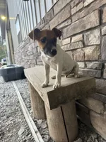 UKC Zane , a male Jack Russell Terrier for sale in Benton, IL – 1 of 8