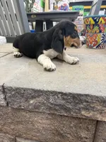 Simon, a male Beagle for sale in Benton, IL – 4 of 4